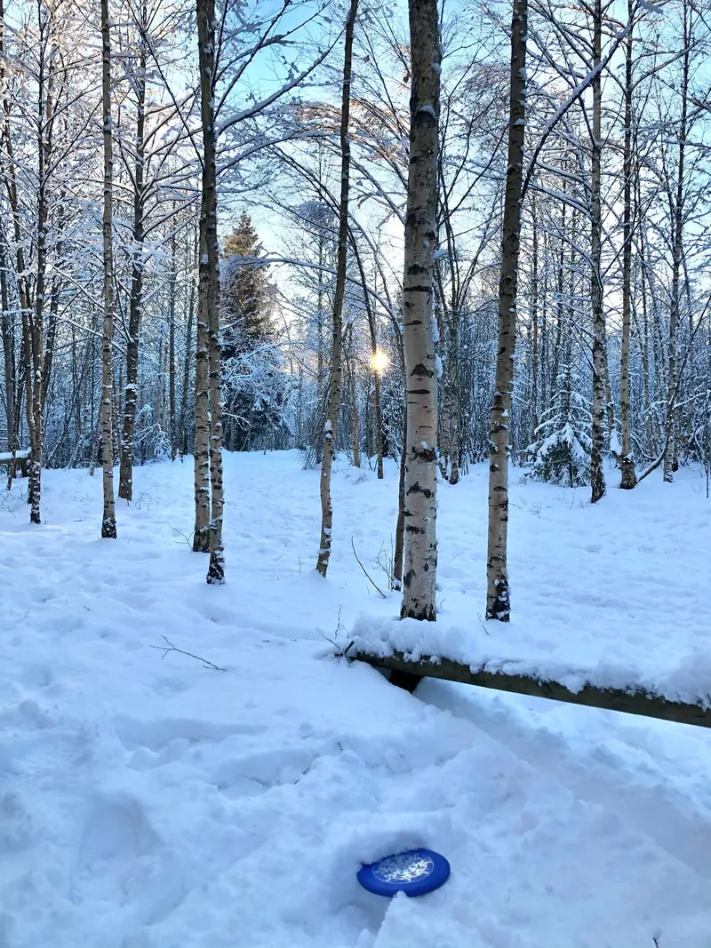 A disc golf disc resting in fresh snow in a birch forest