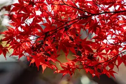 Red maple leaves in Kyoto