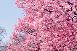 Cherry blossoms in full bloom at Shinjuku Gyoen, Tokyo